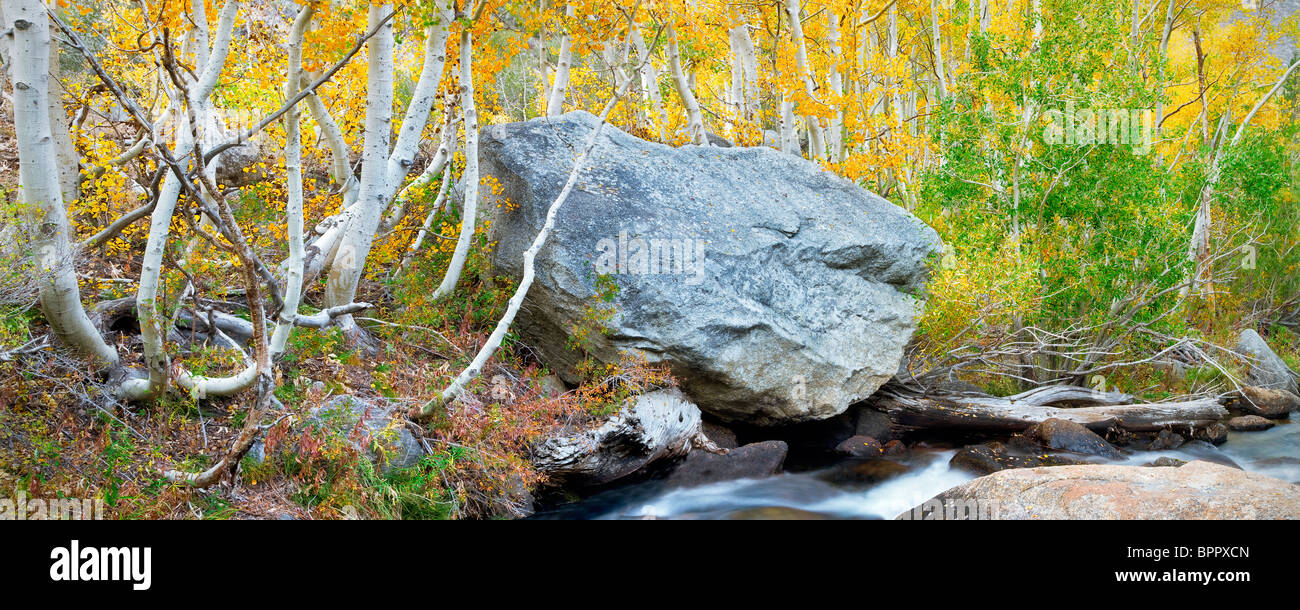 South Fork Bischof Bach mit Herbst farbige Espen. Inyo National Forest. Östlichen Sierras. California Stockfoto