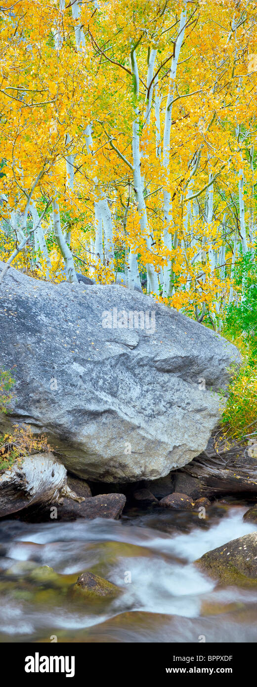 South Fork Bischof Bach mit Herbst farbige Espen. Inyo National Forest. Östlichen Sierras. California Stockfoto