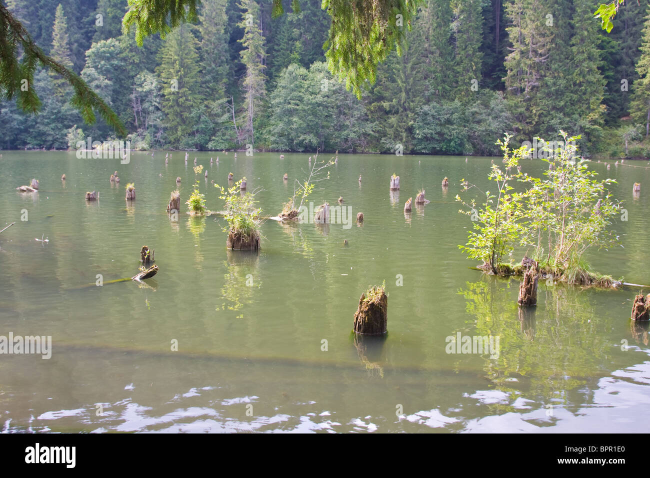 Baumstümpfe, die sich aus dem Wasser bei Red Lake in Rumänien Stockfoto