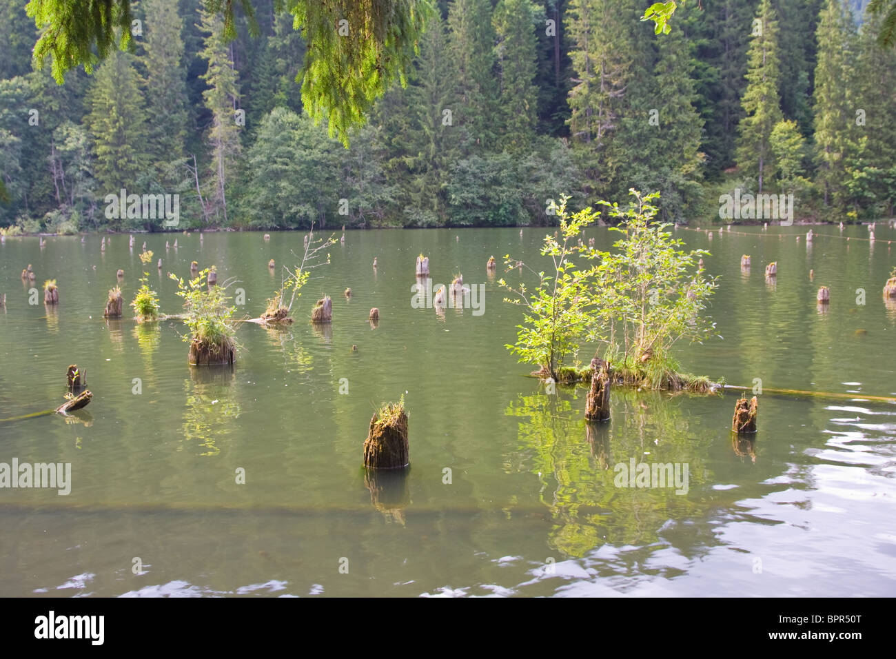 Baumstümpfe, die sich aus dem Wasser bei Red Lake in Rumänien Stockfoto