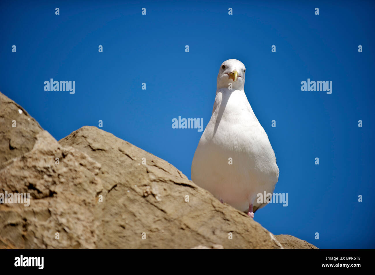 Möwe thront auf einem Felsen Stockfoto