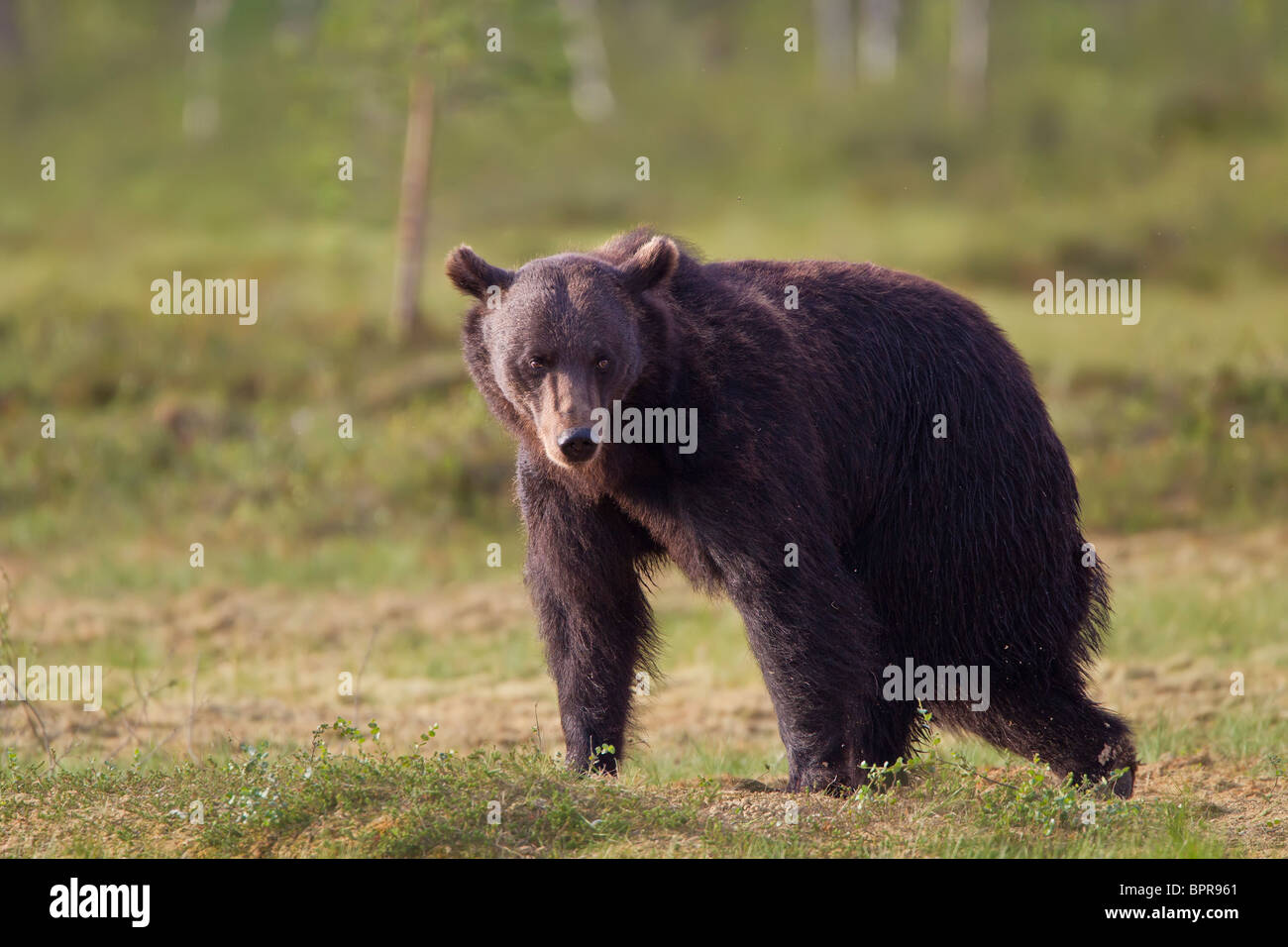 Europäischer Braunbär (Ursos Arctos) am Rande des borealen Wald in der Dämmerung. Finnland. Stockfoto