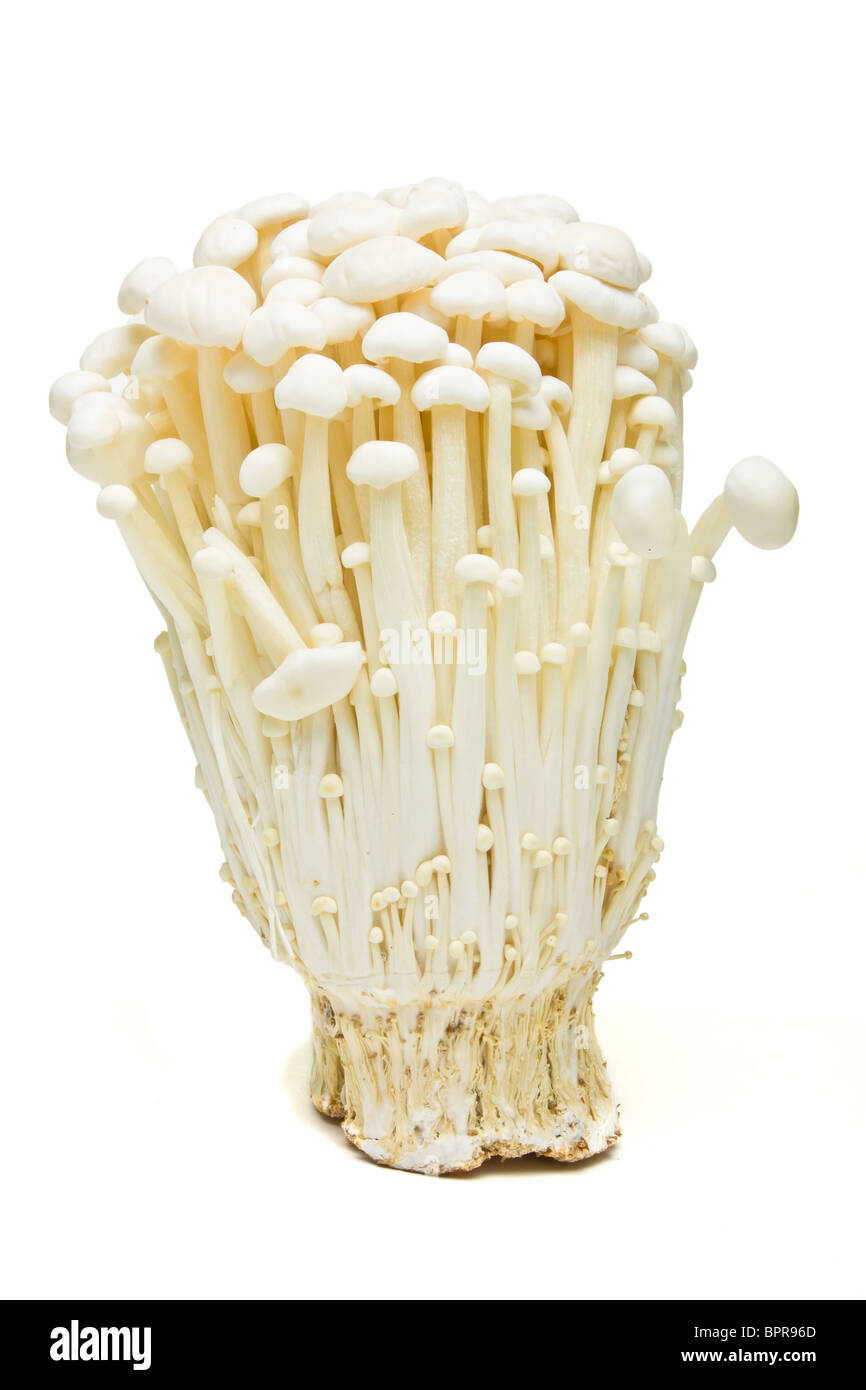 Abstrakte Enoki-Pilze aus niedrigen Perspektive isoliert auf weiss. Stockfoto
