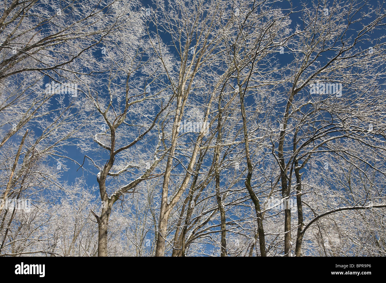 Eissturm, Ozark Highlands Trail, Arkansas Stockfoto