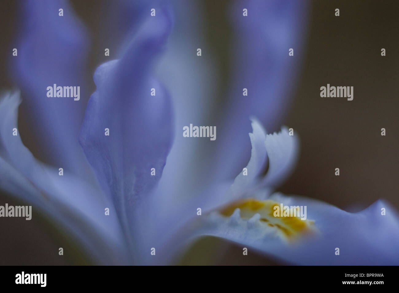 Crested Iris, Ozark Highlands Trail, Arkansas Stockfoto