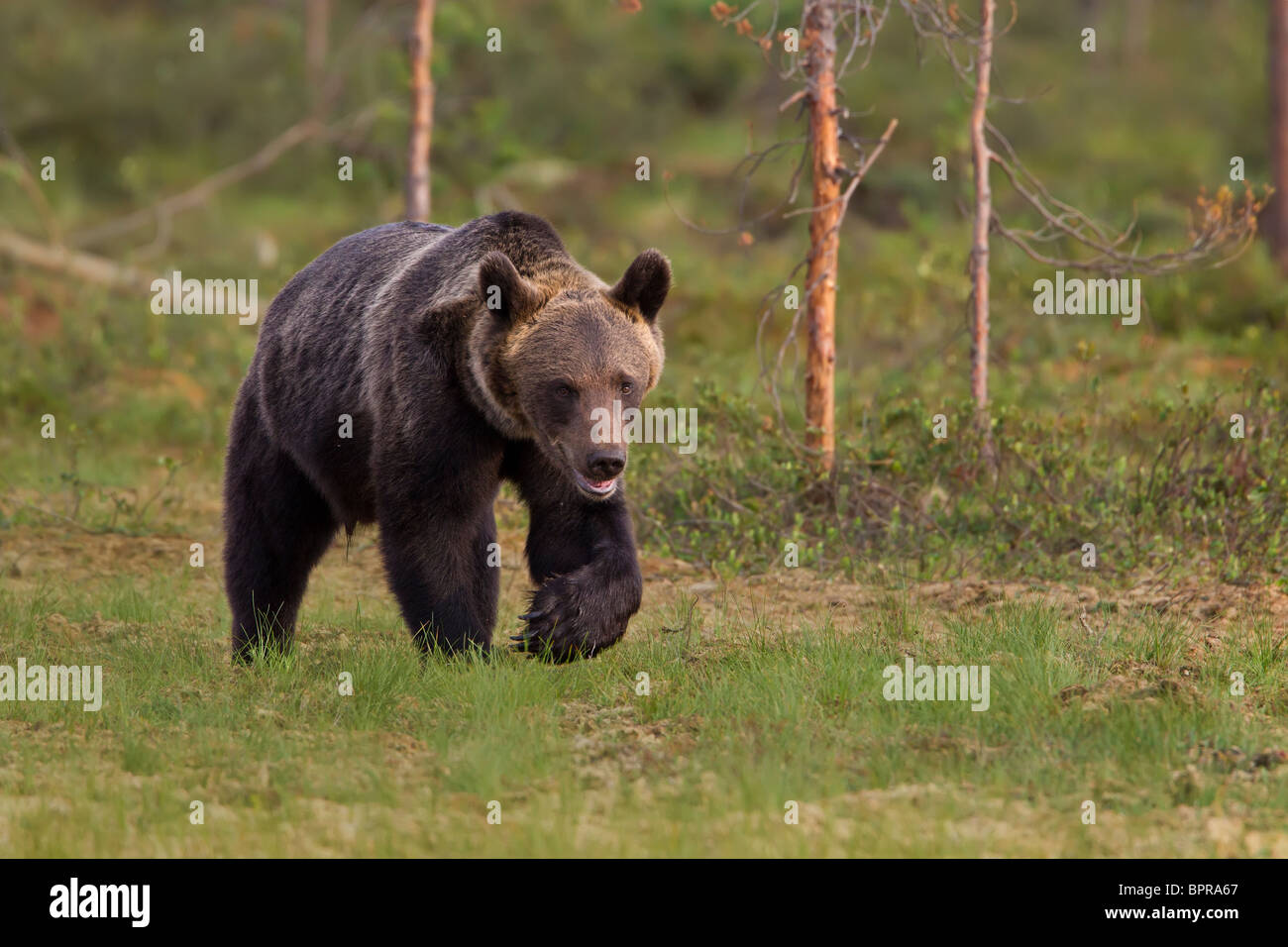 Europäischer Braunbär (Ursos Arctos) am Rande des borealen Wald in der Dämmerung. Finnland. Stockfoto