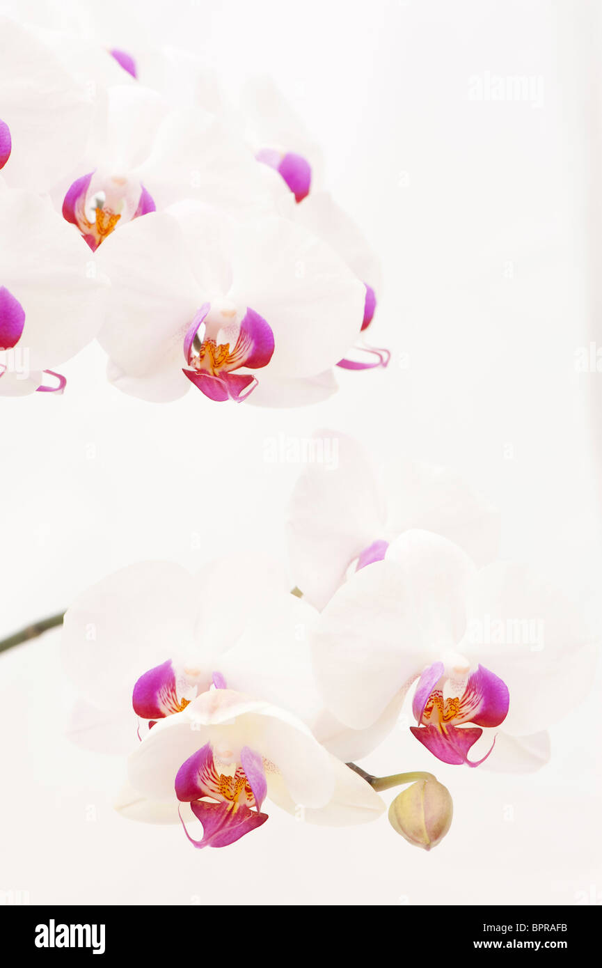 Weißer und rosafarbener Phalaenopsis, Moth orchid Stockfoto