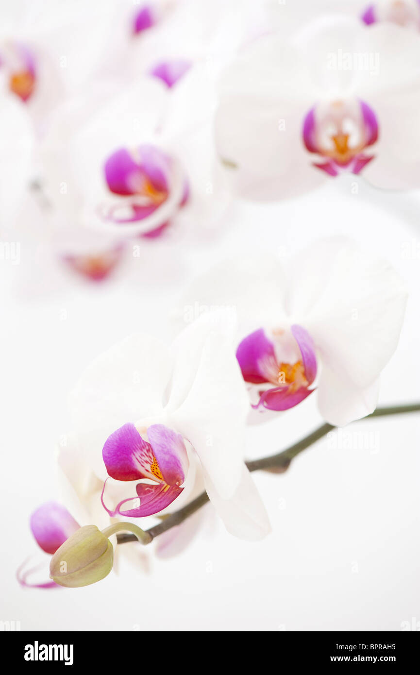 Weißer und rosafarbener Phalaenopsis, Moth orchid Stockfoto