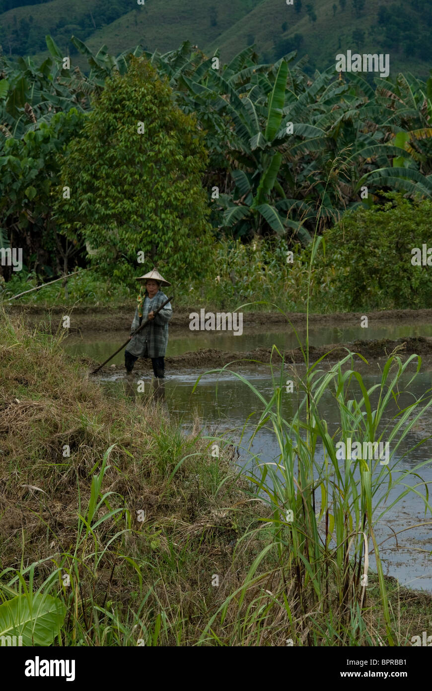 Reisanbau in der Nähe von Poring Hot springs, Sabah, Borneo. Stockfoto