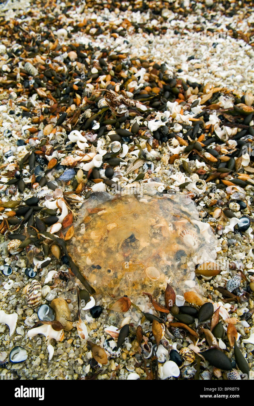 Details der Strand aus Sand, Muscheln und Seetang Stockfoto