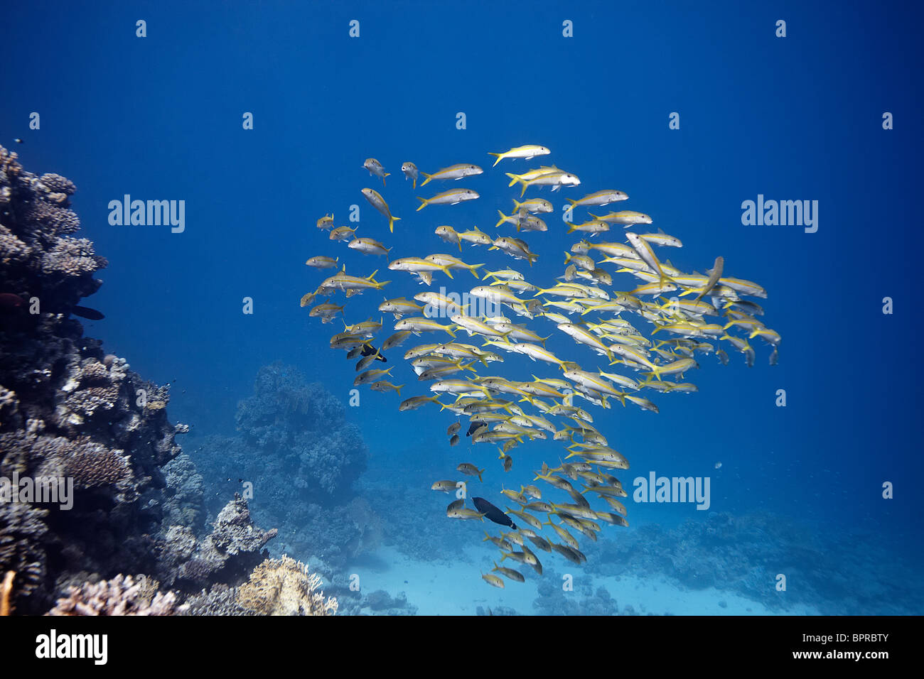 Ein Schwarm von Yellowstripe Goatfish Weg das Riff von Marsa Shagra hängen. Stockfoto