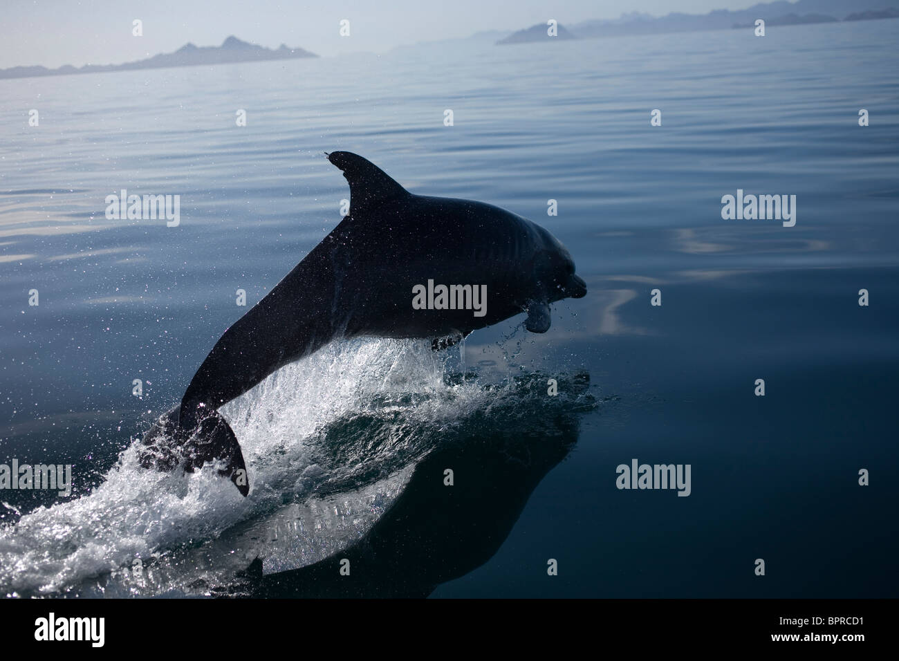 Ein Delfin springt in der Bucht in der Nähe der Stadt Loreto im südlichen Baja California Bundesstaat Mexikos Stockfoto