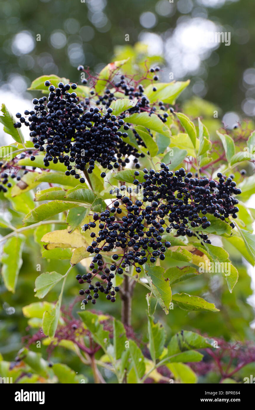 Sambucus Nigra. Holunder Frucht auf einem Baum Stockfoto