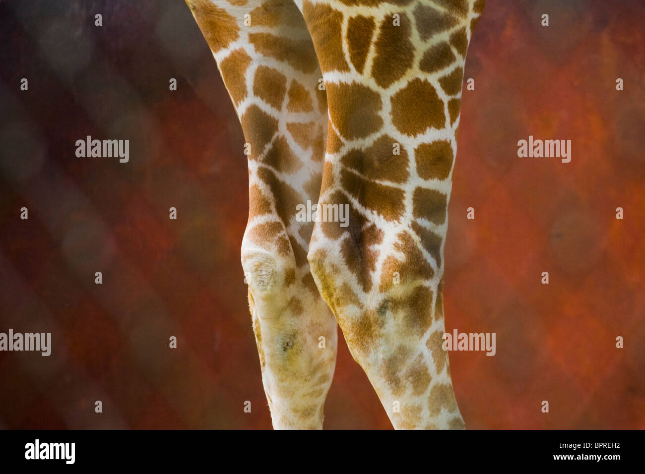 Beine einer netzförmigen Giraffe (Giraffa Plancius) in einem Zoo in Seattle, Washington. Stockfoto