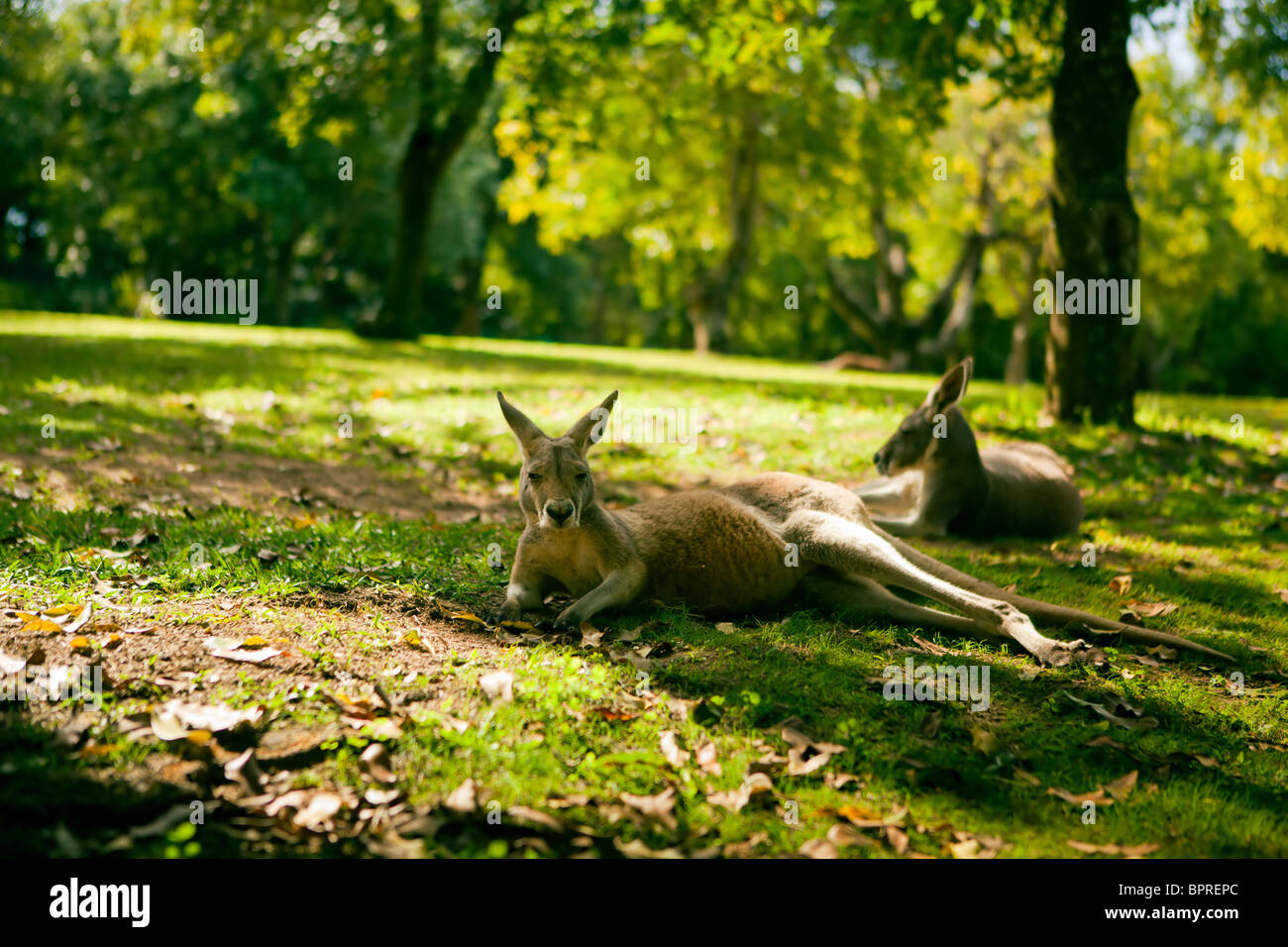 Australische Kängurus entspannend auf dem Rasen unter Baum Stockfoto