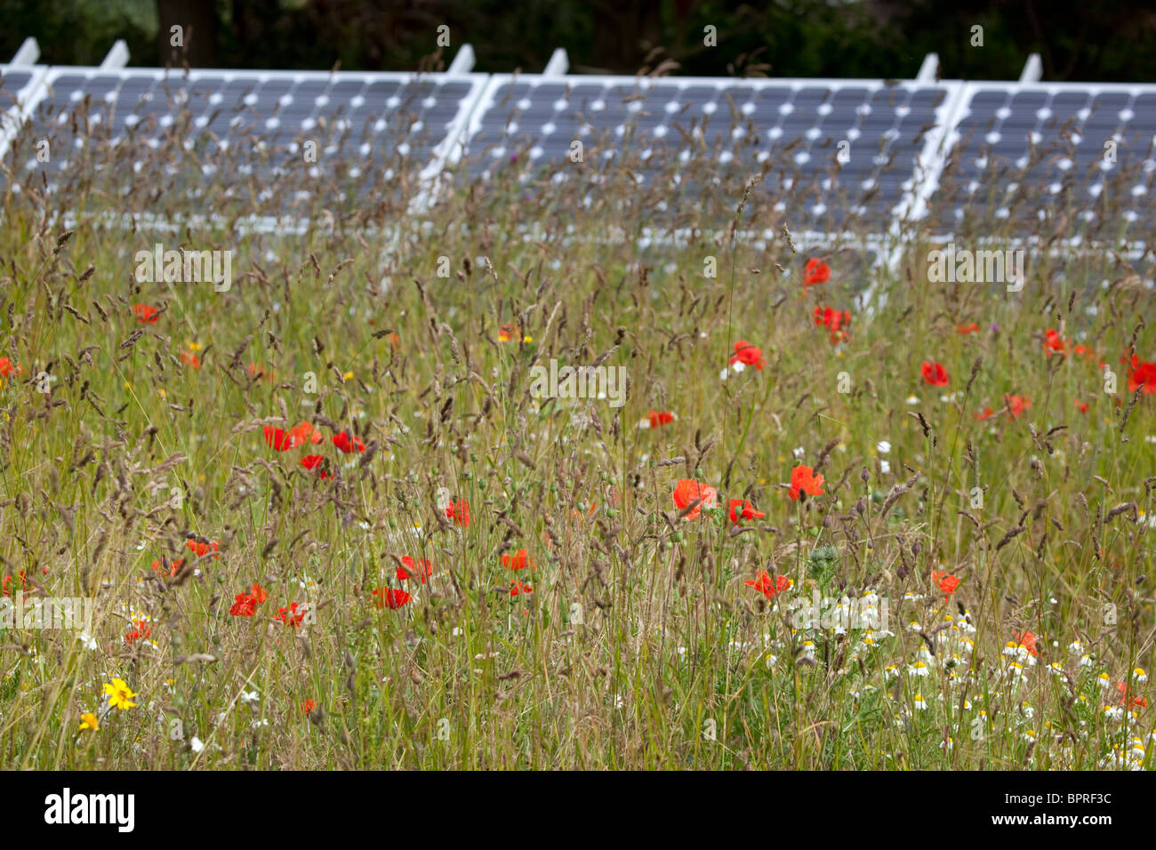 Mohnblumen auf einer Wiese; Foto Photovoltaik Paneele hinter; Kleinbetrieb; Cornwall Stockfoto
