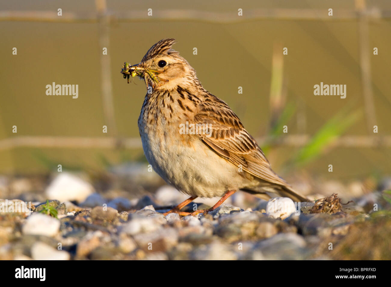 Lerche; Alauda Arvensis; mit einem Schnabel voller Insekten Stockfoto