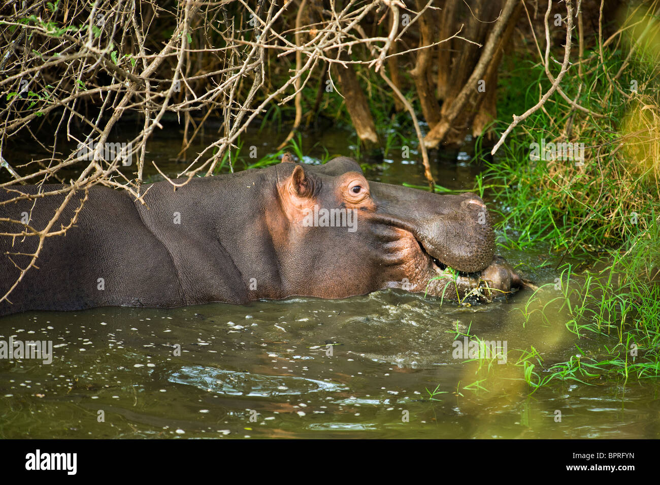 Hippo Nilpferd bekannt normalerweise als ein Pflanzenfresser kaut auf Fleisch (!) eine Antilope, die Impala Kadaver aus dem Krokodil schnappte Stockfoto