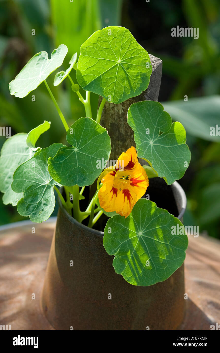 Blume wächst im Garten Verbrennungsanlage bin Deckel Stockfoto
