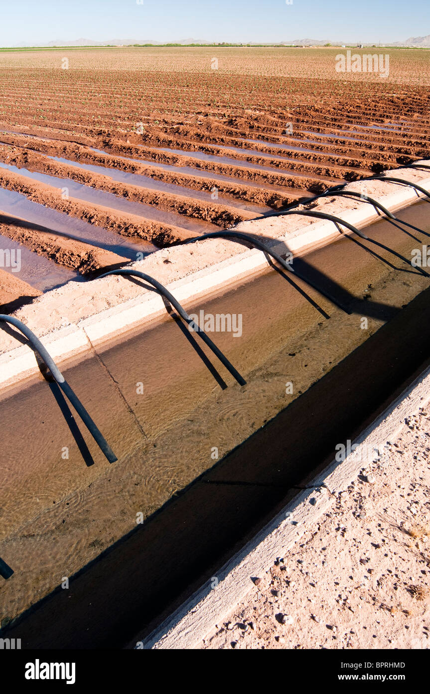 Wasser wird aus einem Bewässerungskanal, ein Baumwollfeld in Arizona zu überfluten abgeschöpft. Stockfoto