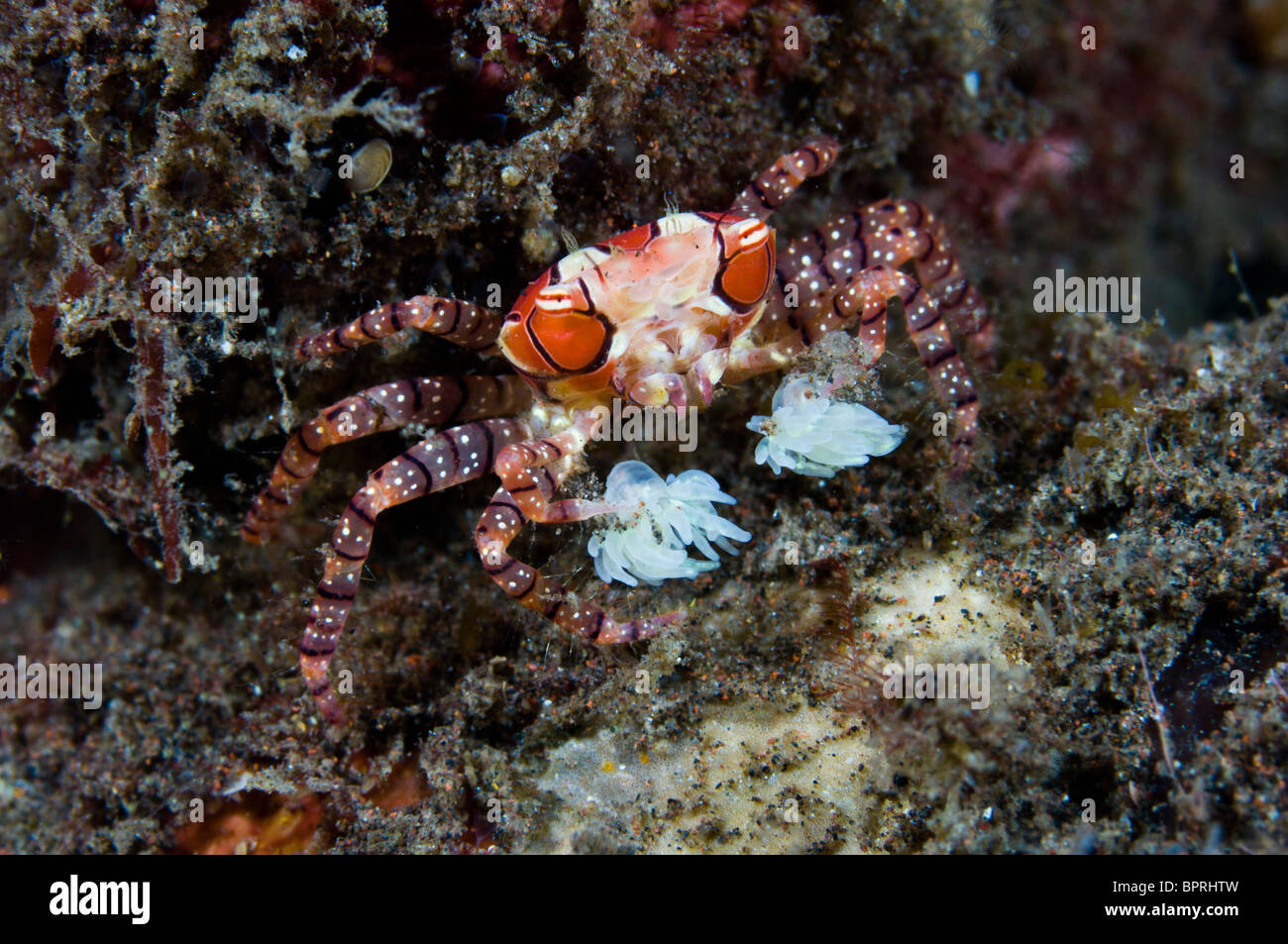 Boxer-Krabbe mit Anemonen, Seraya, Bali, Indonesien. Stockfoto