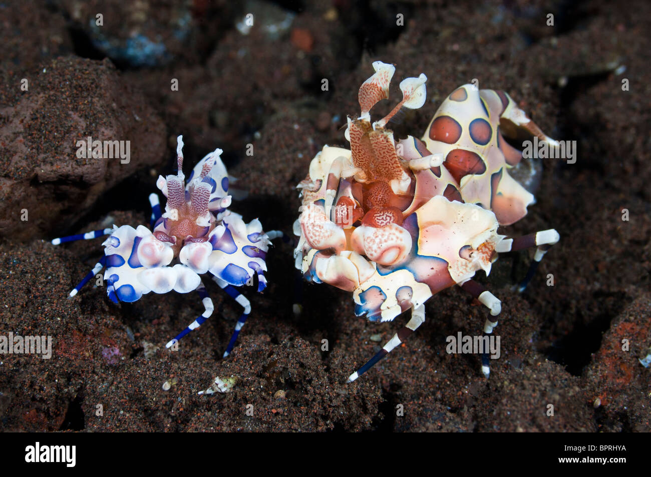 Harlekin Garnelen, Seraya, Bali, Indonesien. Stockfoto