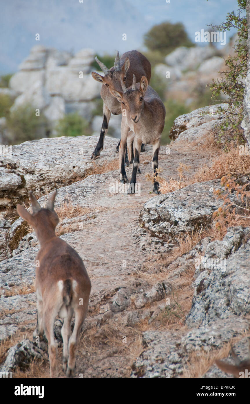 Ziege in Torcal von Antequera Stockfoto