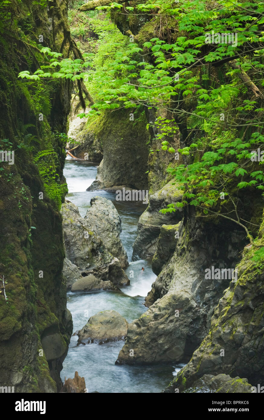 Youngs Creek Schlucht, Cascade Mountains, Washington, USA Stockfoto