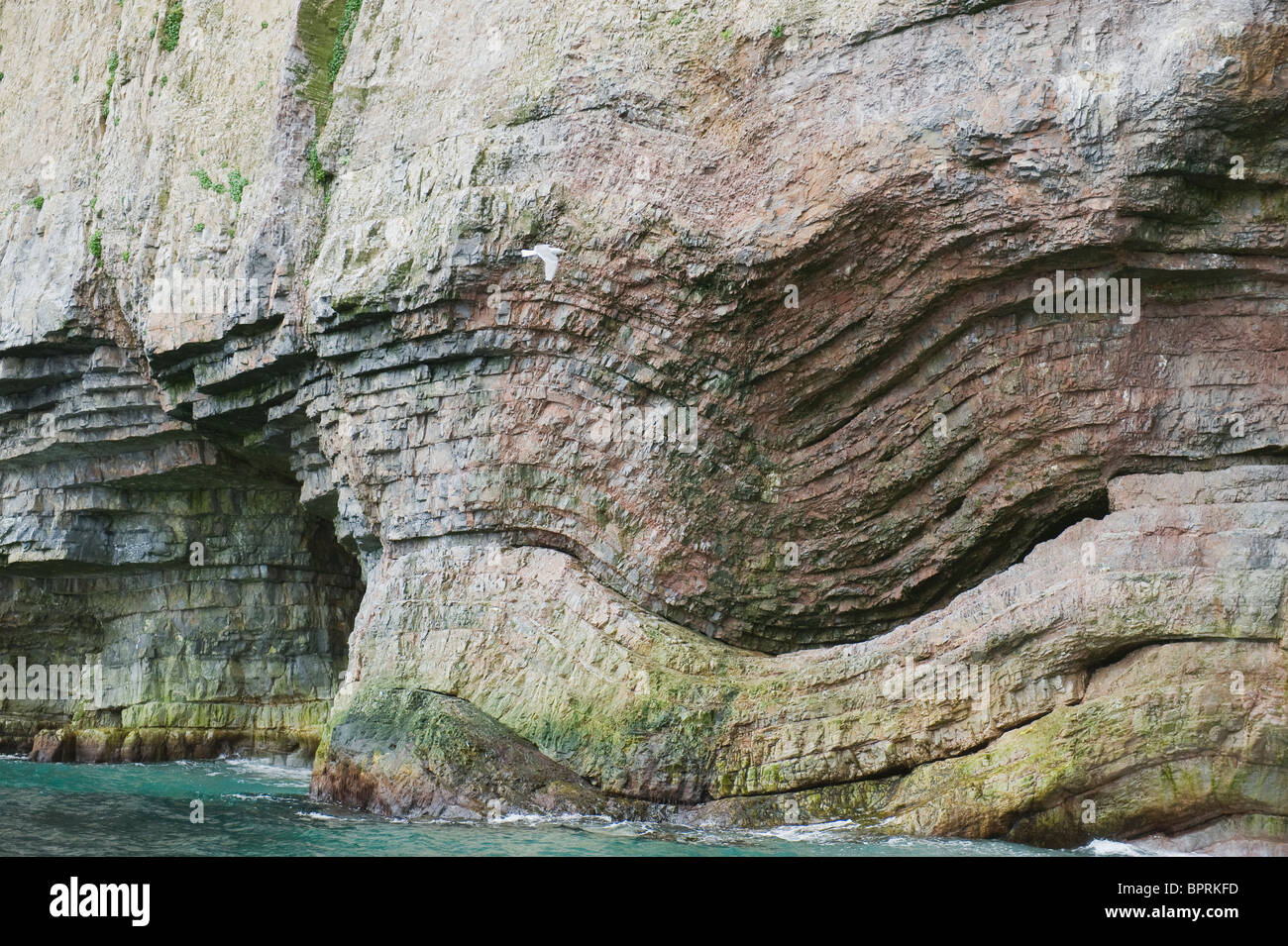 Gefaltete Kalkstein, Südende, Bäreninsel, Barents-See, Norwegen Stockfoto