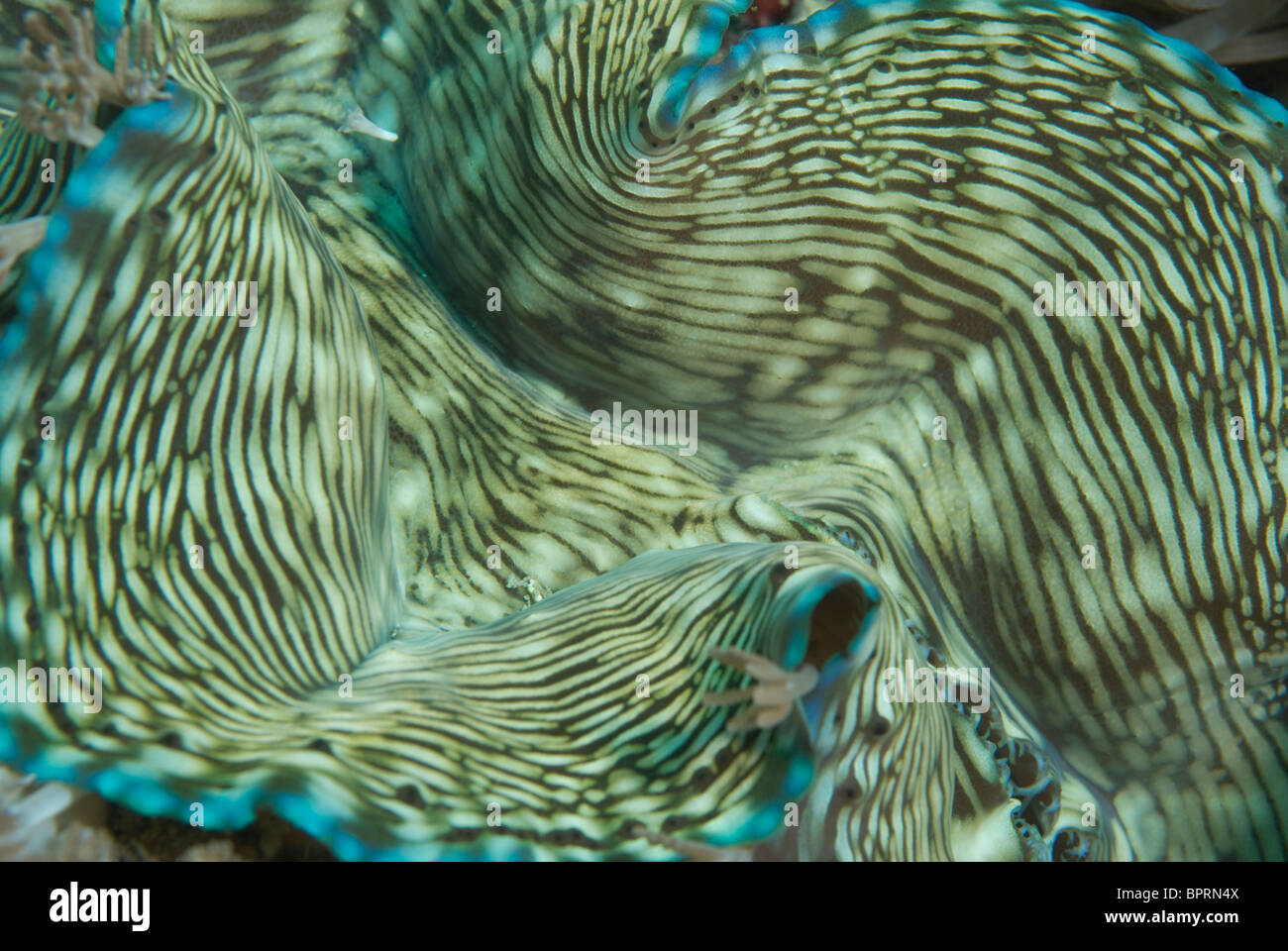Riesenmuschel Tridacna, Tridacna Gigas, Puerto Galera, Philippinen, Pazifik Stockfoto