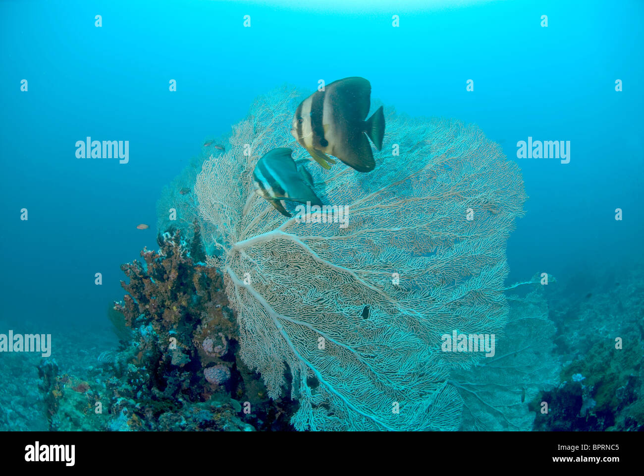 Kreisförmige Spadefish Platax Orbicularis und Gorgonien, Puerto Galera, Philippinen, Pazifik. Stockfoto