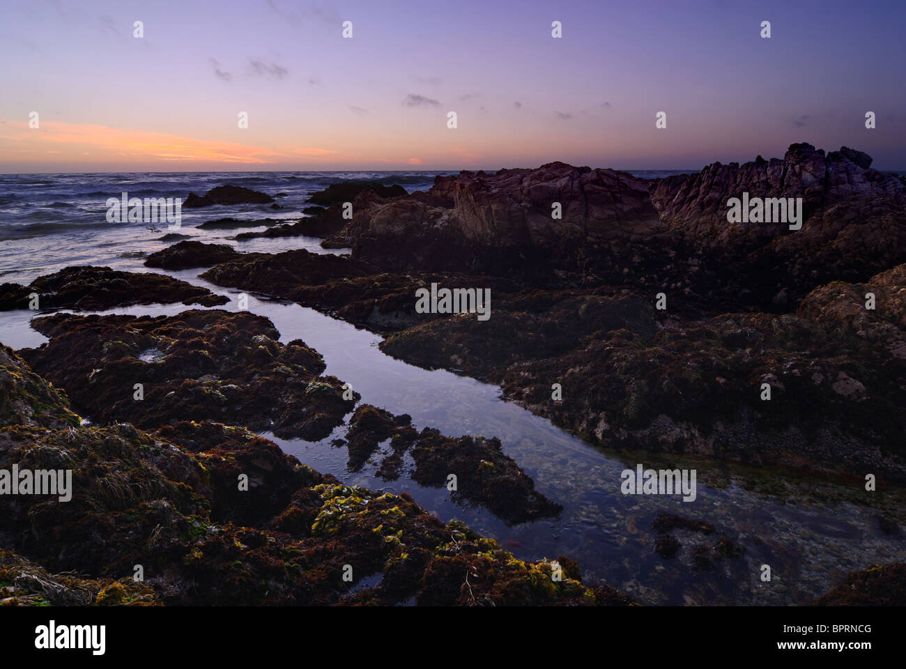 Rocky Asilomar Beach in Monterey Bay bei Sonnenuntergang. Stockfoto