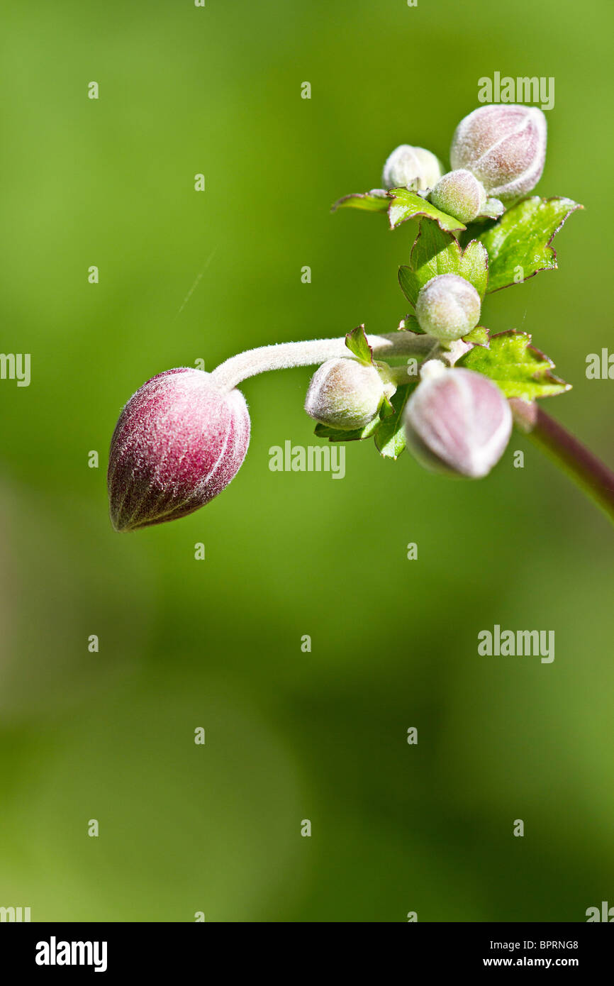 England UK. Rosa japanische Anemone Blütenknospen im Frühherbst (Anemone x hybrida) Stockfoto