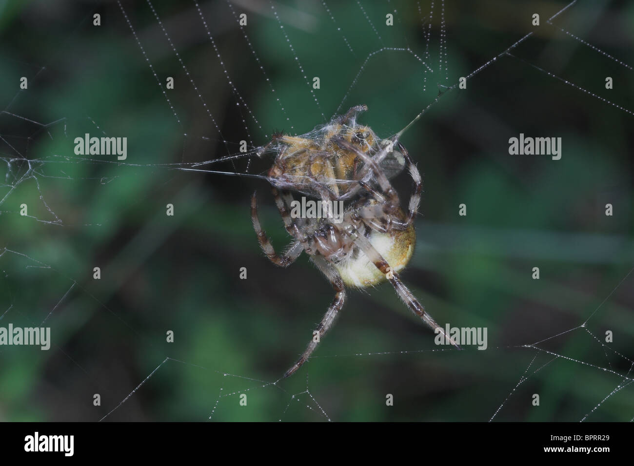 Spinne mit Gefangenen Beute Orb Web. Somerset. UK Stockfoto