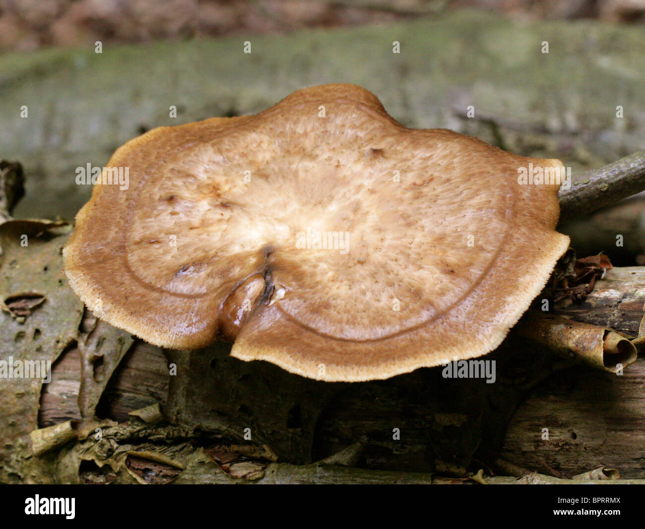 Fransen Polypore oder Maiporling, Polyporus Ciliatus, Polyporaceae. Auf einem abgestorbenen Baum wachsen. Stockfoto
