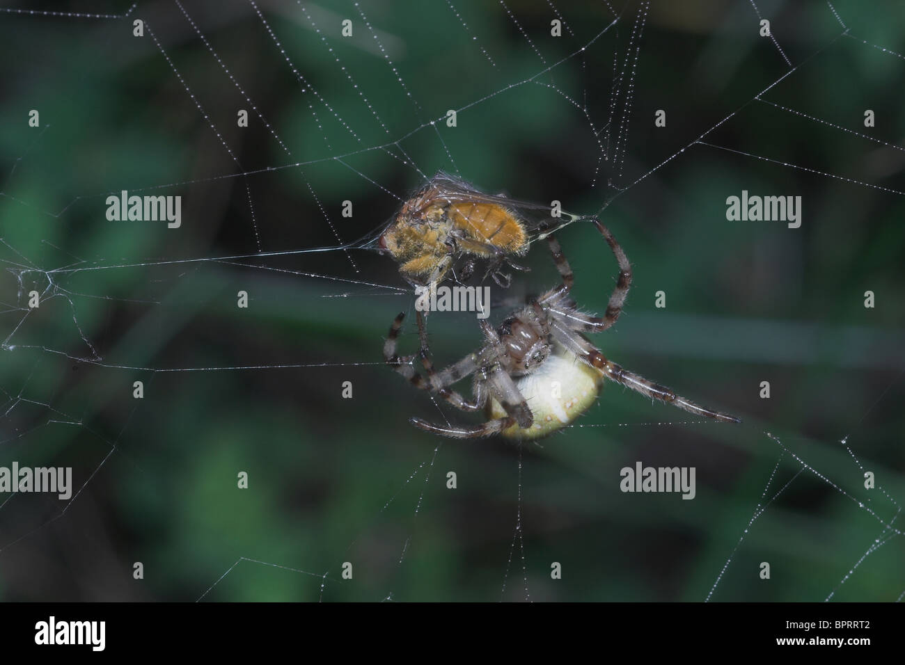 Spinne mit Gefangenen Beute Orb Web. Somerset. UK Stockfoto
