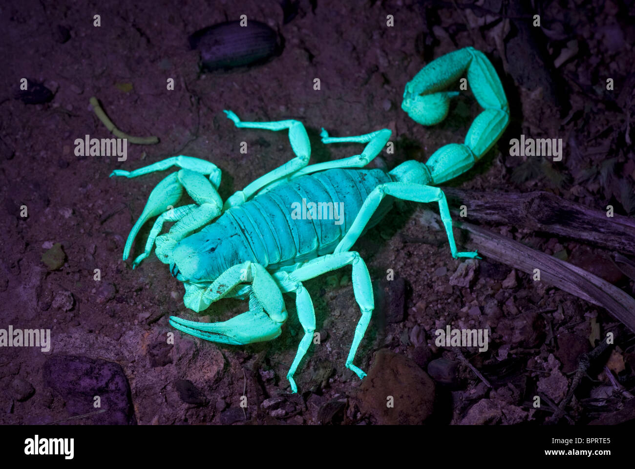 Eine Wüste behaarte Riesenskorpion nachts unter UV-Licht. Stockfoto
