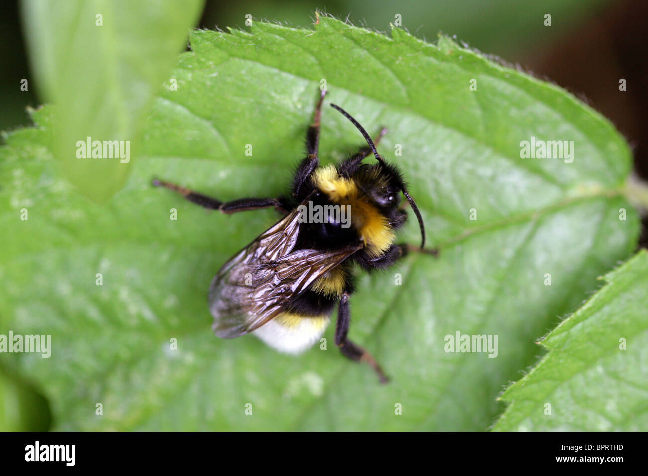 White-tailed Hummel, Bombus Lucorum, Apinae, Hymenoptera Apidae, Apoidea, Taillenwespen Stockfoto