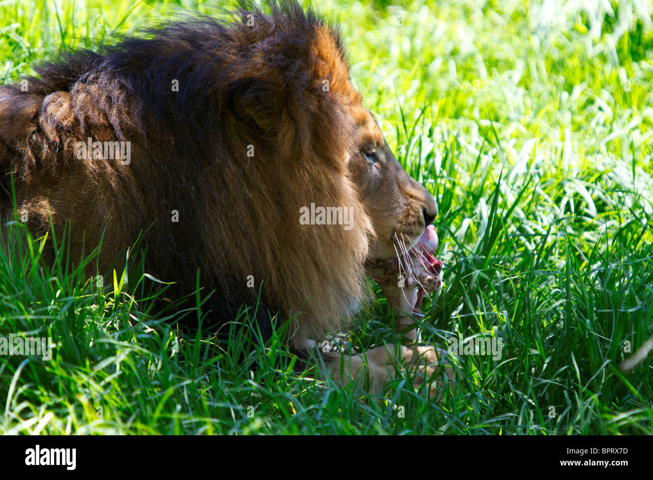 Ein männlicher afrikanischer Löwe (Panthera Leo) isst Fleisch von Knochen in den Rasen, San Diego Zoo Safari Park, Escondido, Kalifornien Stockfoto