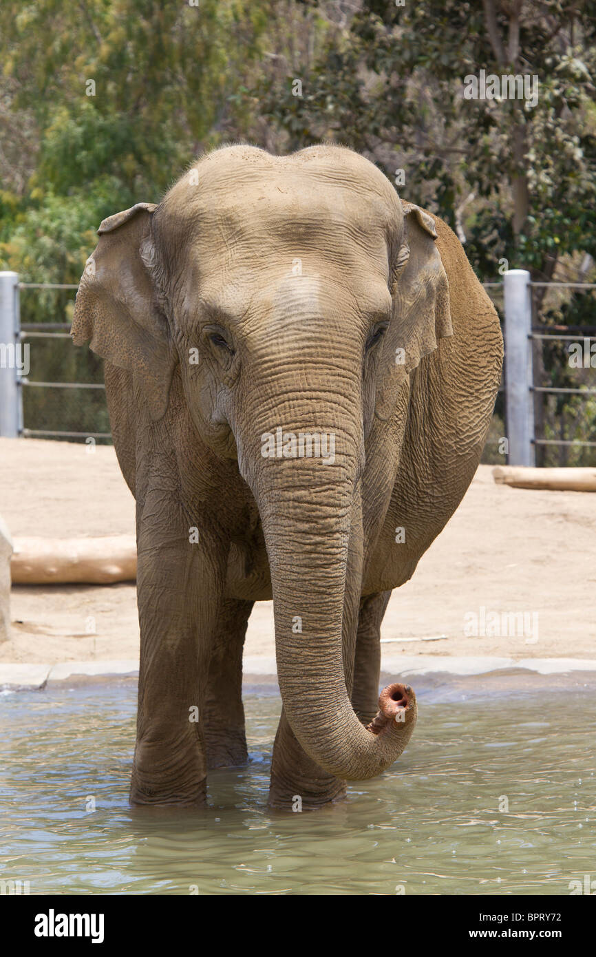 Ein Elefant steht in einem Pool von Wasser, San Diego Zoo, San Diego, Kalifornien, Vereinigte Staaten von Amerika Stockfoto