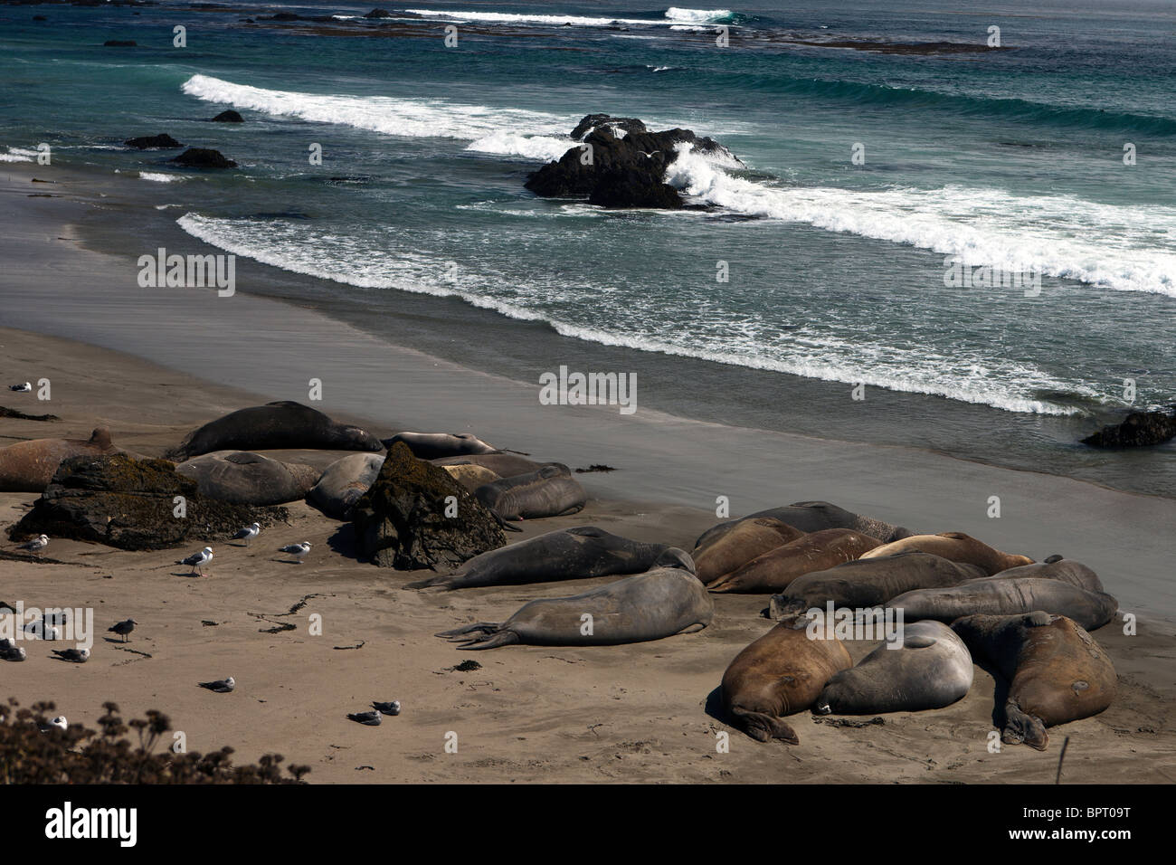 Nördlichen Elefant Seasl (Mirounga Angustirostris) lag an einem Strand in der Nähe von San Simeon, Kalifornien, Vereinigte Staaten von Amerika Stockfoto