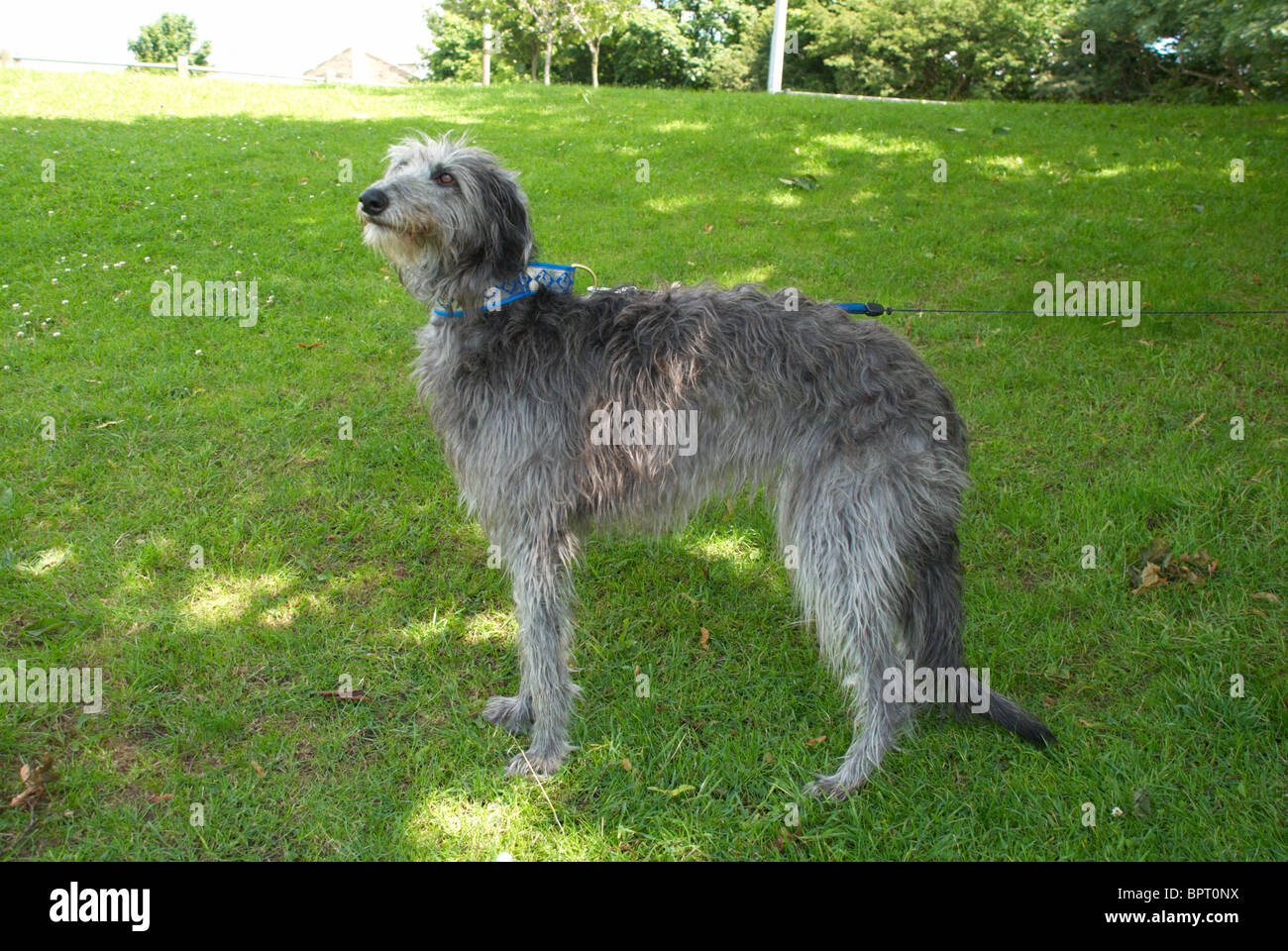 Tilly Jagdhund der Hirsch Stockfoto
