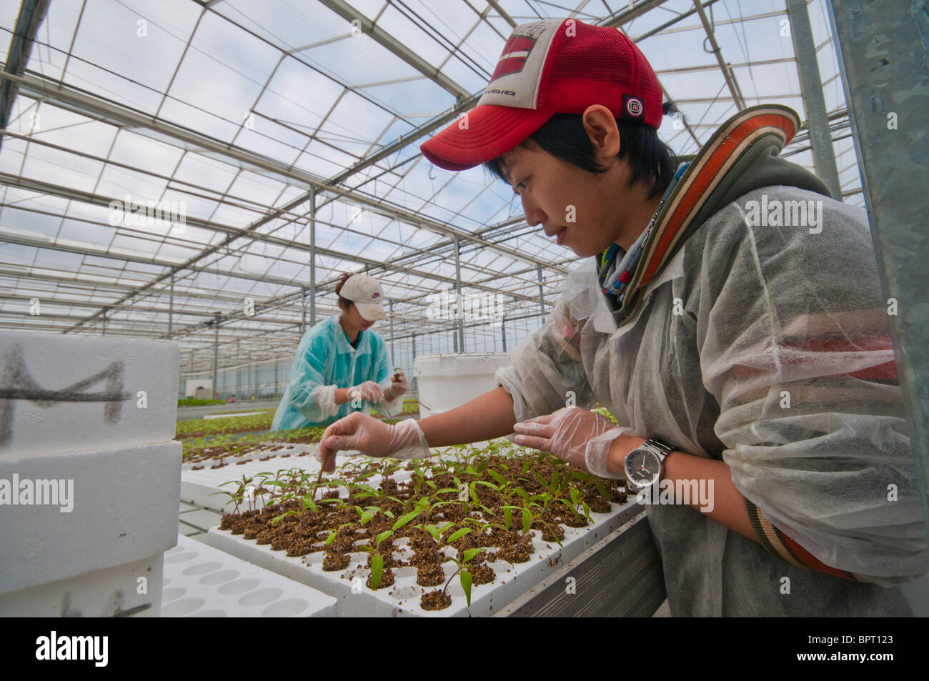 Taiwanesische Arbeiter stechen, Tomaten Setzlinge in einem hydroponischen Tomate Bauernhof in Victoria Australien Stockfoto