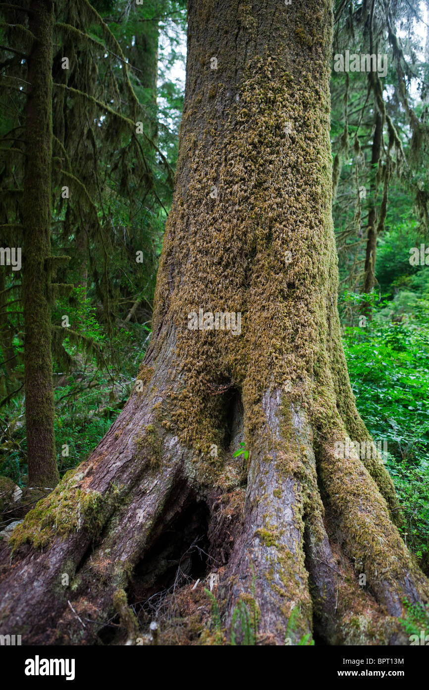 Moos auf der Basis eines großen Baumes, Lake Quinault Regenwald, in der Nähe von Olympic Nationalpark, Washington Stockfoto