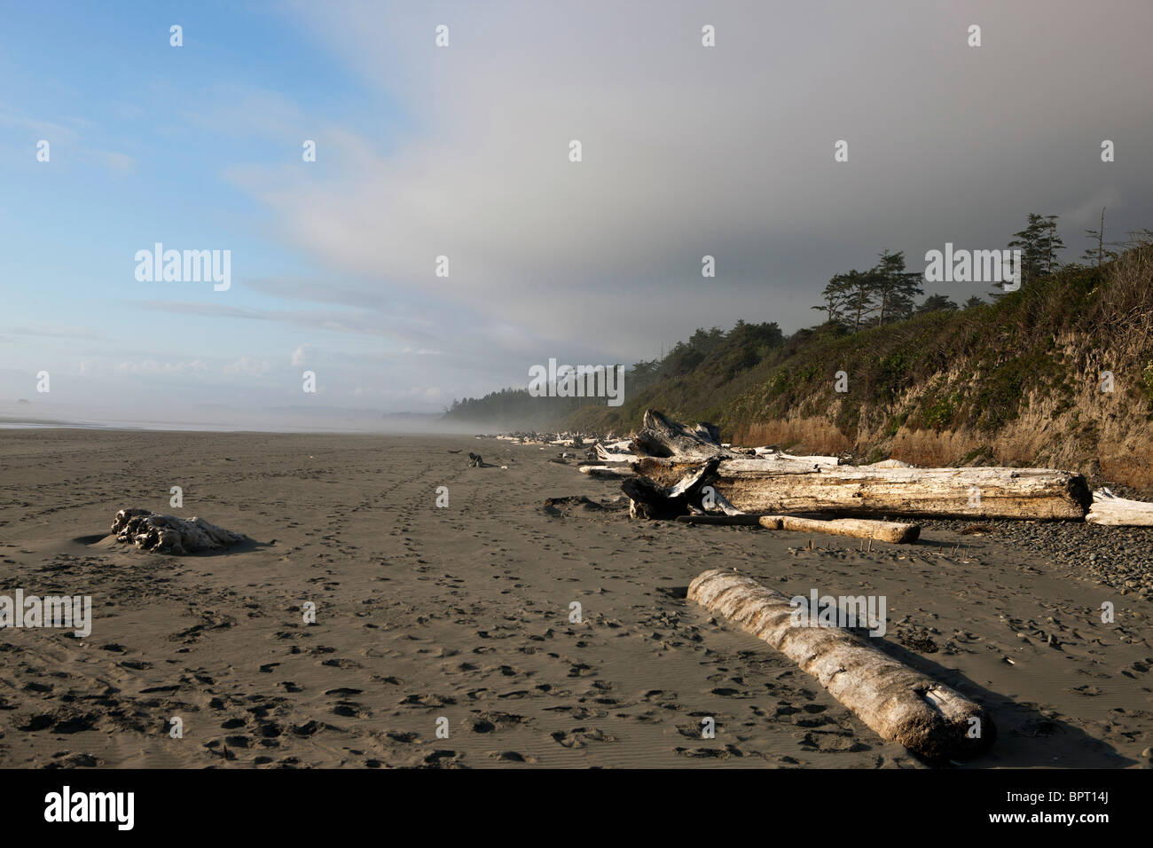 Hölzer an Land gespült an einem Strand, Olympic Nationalpark, Washington, Vereinigte Staaten von Amerika Stockfoto