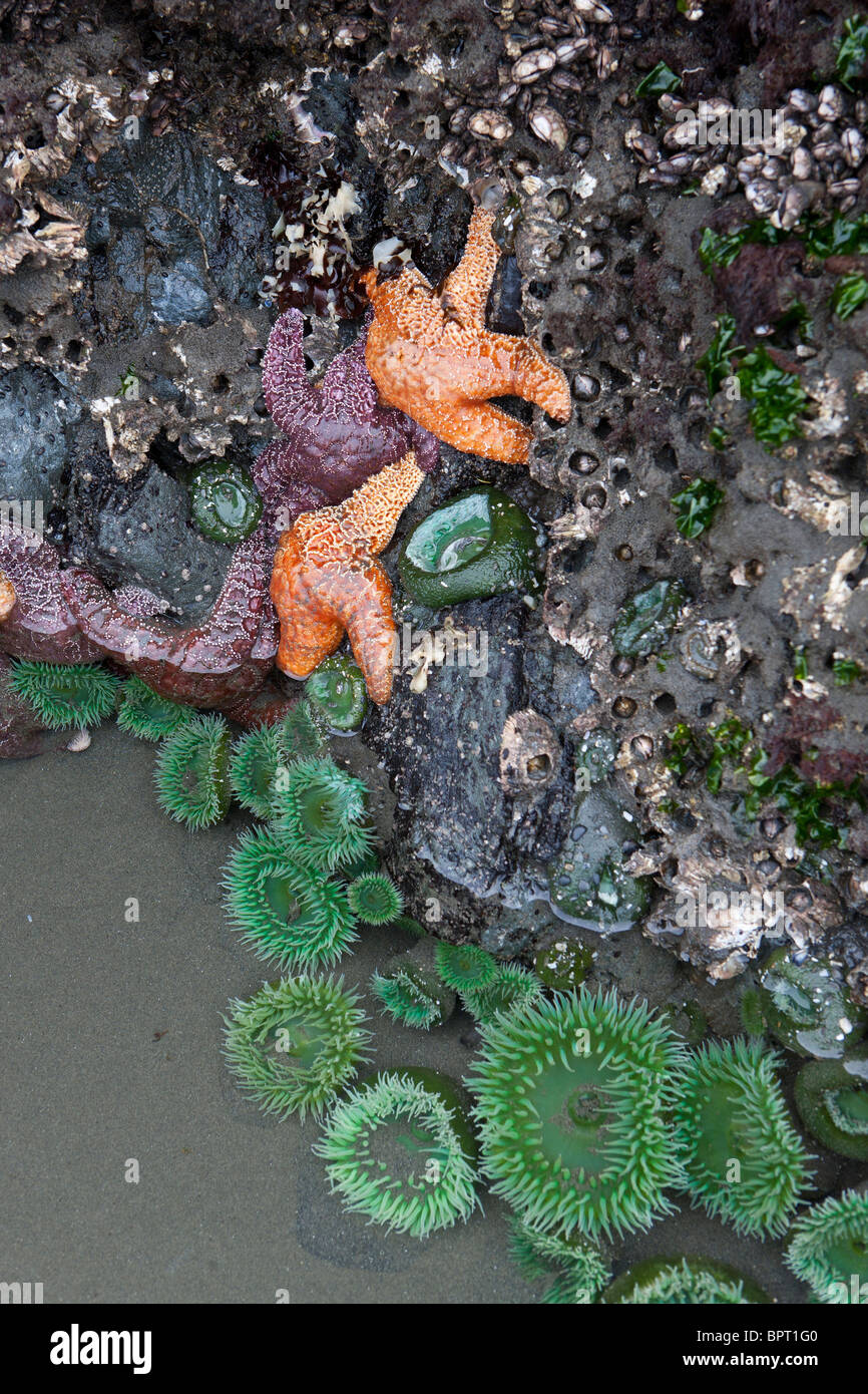 Orange und Lila Ocker Seesterne (Pisaster Ochraceus) und Seeanemonen grün befestigt an der Basis aus einem Meer Stapel, Ruby Beach Stockfoto