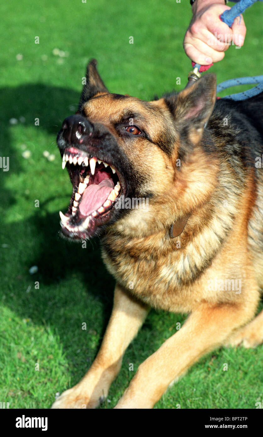 Wachhund, elsässischen, aggressiver Hund, elsässischen Wache Hund