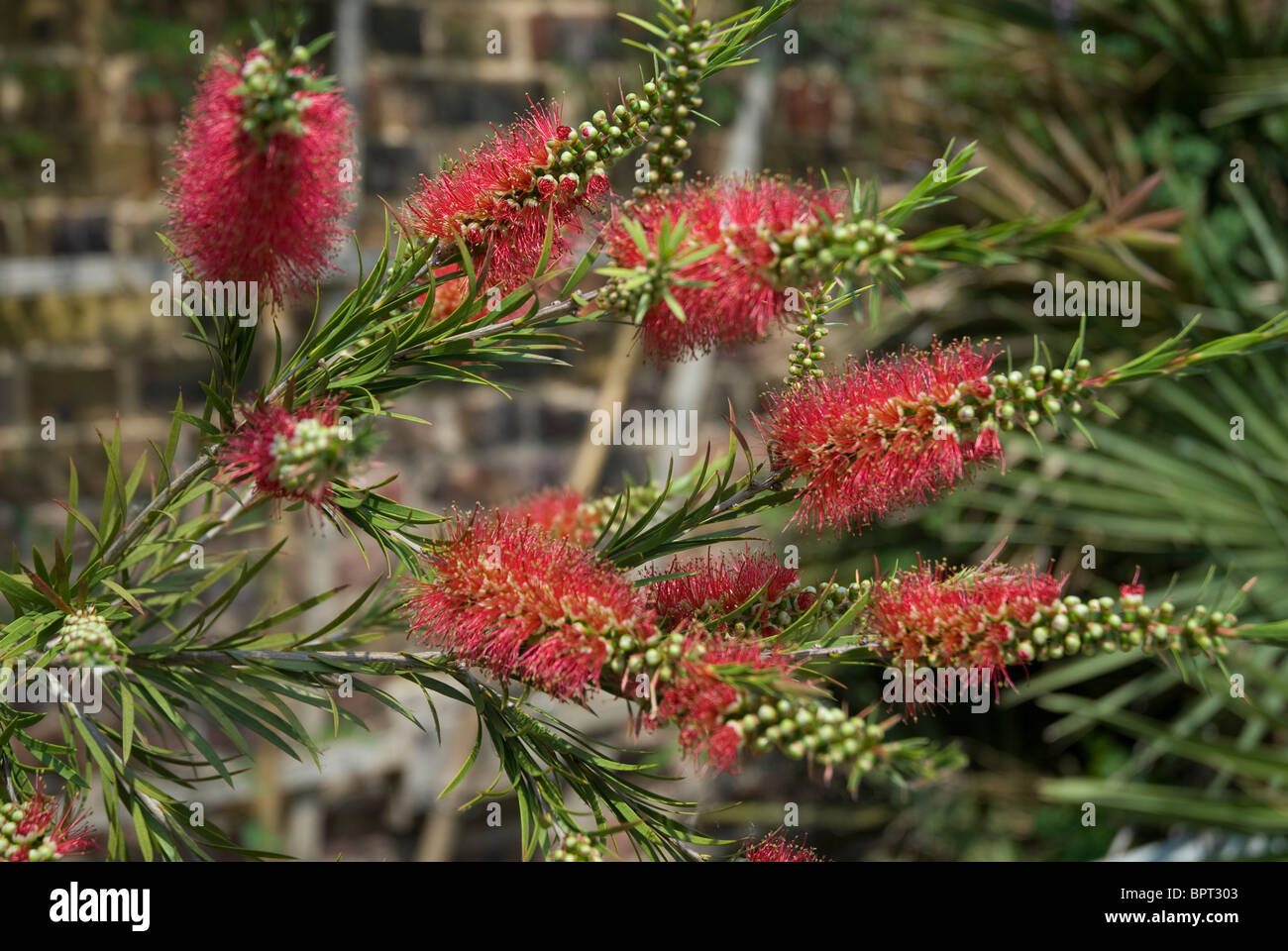 Zylinderputzer Subulatus Myrtaceae Kew Gärten England UK Stockfoto