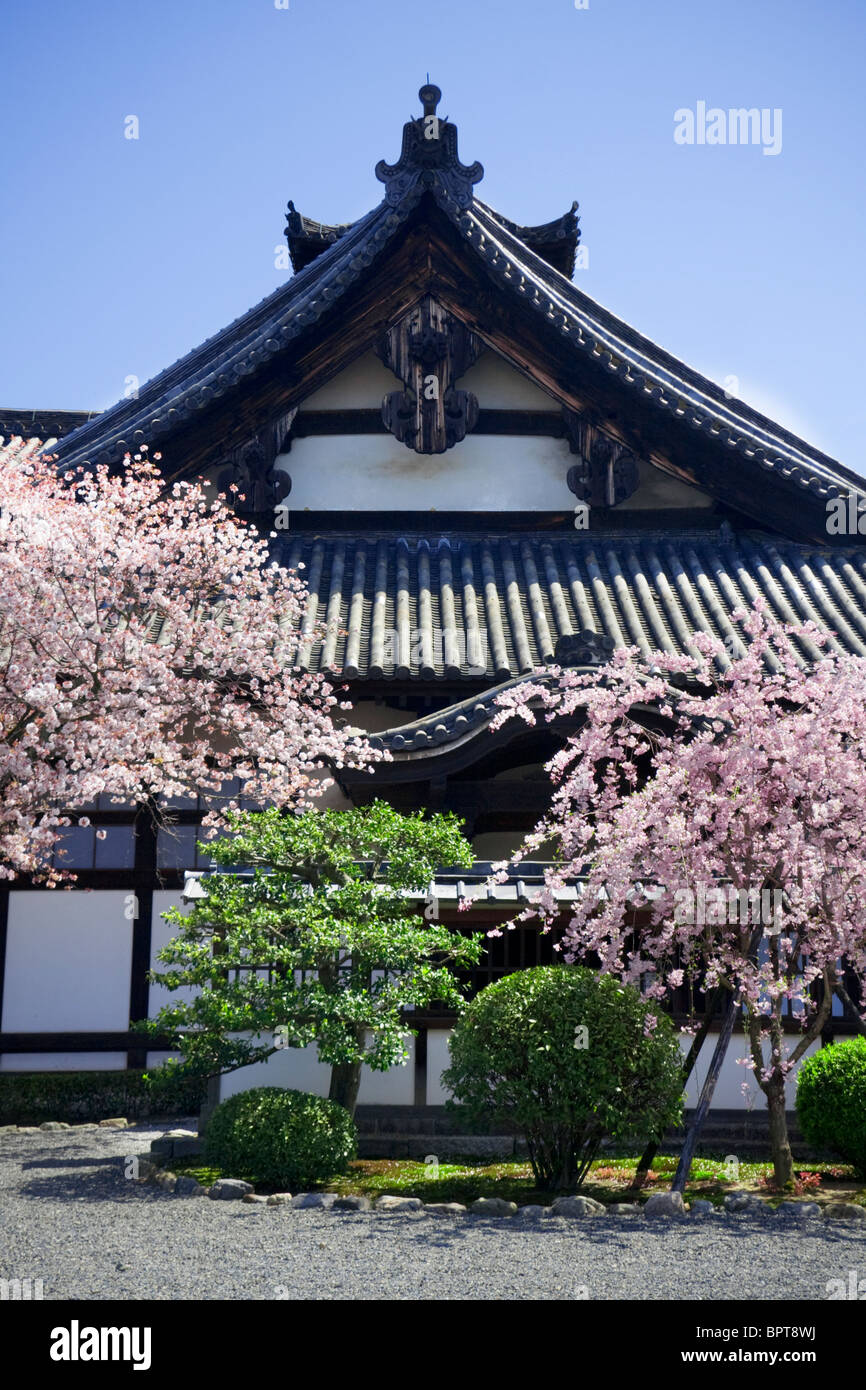 Sakura (Kirschblüten) vor einem Tempel in Kyoto, Japan. Stockfoto