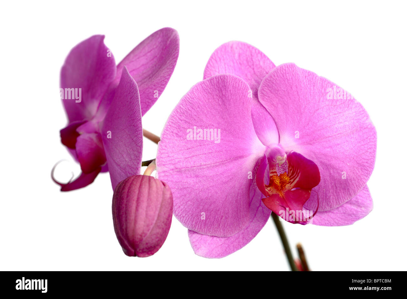 Eine Sammlung von rosa Blüten der Phalaenopsis (Nachtfalter-Orchidee) Stockfoto